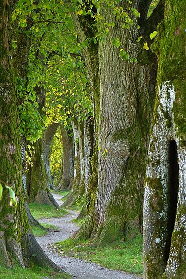 Resilienztraining im Wald -