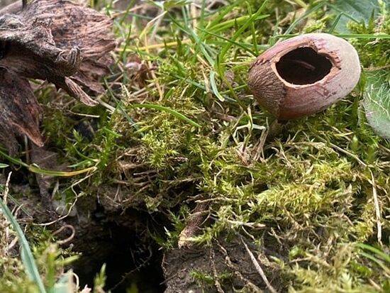 Winterliche Tierdetektive: Spurensuche für Familien