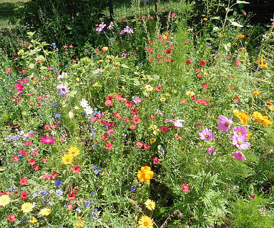 Wildkräuterführung - Auf einem kleinen Spaziergang Kräuter kennenlernen und nutzen