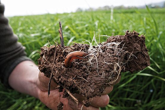 FORUM ERDVERBUNDEN "Boden um 7"
Landwirtschaft im System – sgl-evolution. Was ist das?