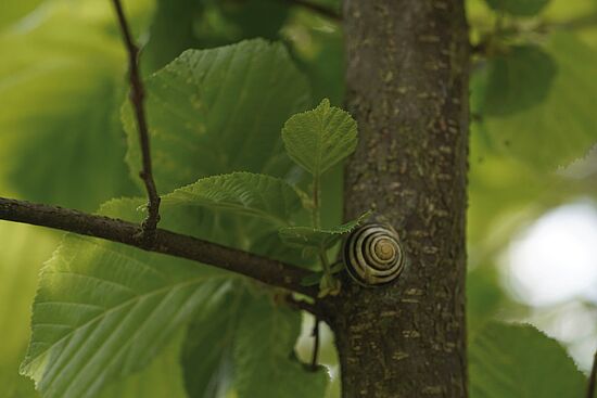 Warum Waldumbau für Waldbesitzer interessant ist
"WALD UM 7"
Diskussionsrunde mit Ludwig Pertl, Franz Rösl, Dr. Franz Ehrnsperger und Sebastian Schels
