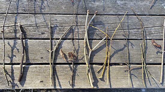 Winterspaziergang zu Baum- und Strauchknospen – 
sicher erkennen und nutzen