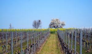 Einführung und Anleitung zu Laubarbeit / ausgeizen / gipfeln: Rebschnittkurs (Kurs 5)